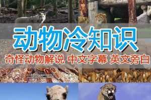 外面卖1699的国外纪录片解说稳过中视频